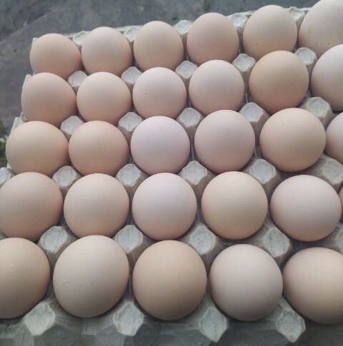 Jajka wiejskie z wolnego wybiegu