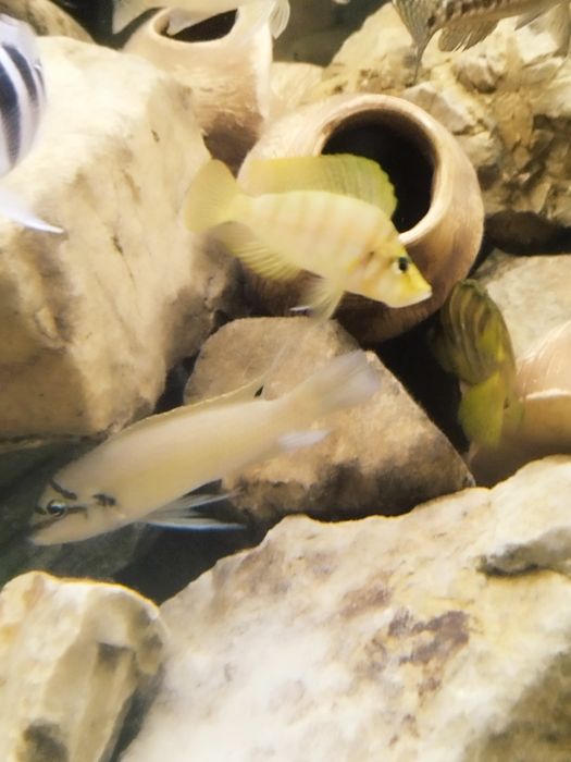 Chalinochromis brichardi Black mask tanganika