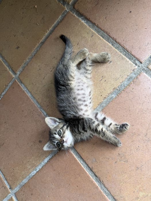 Gatinhos para adoção