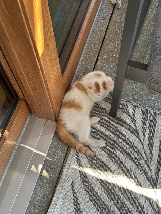 Oddam kotki w dobre ręce