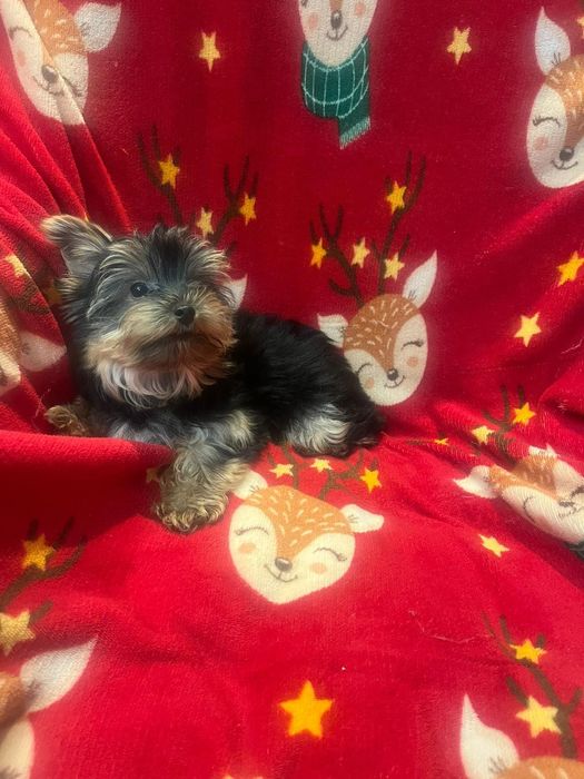 Yorkshire terrier - piesek