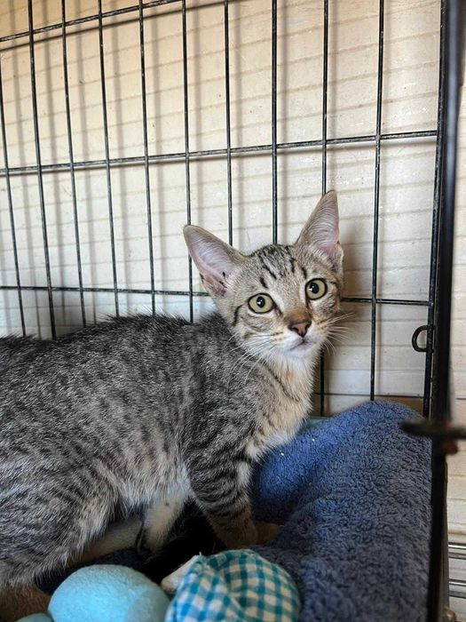 Tulipa - Gatinha para adopção