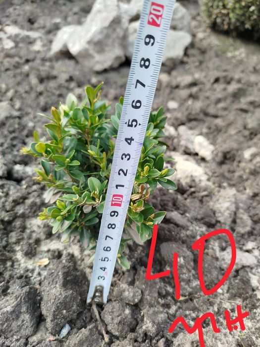 Самшит. Кущі самшиту