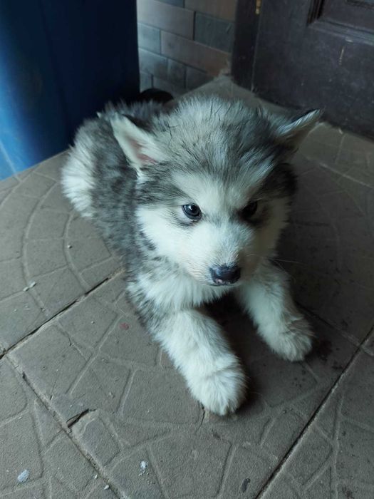Siberian Husky Puppies
