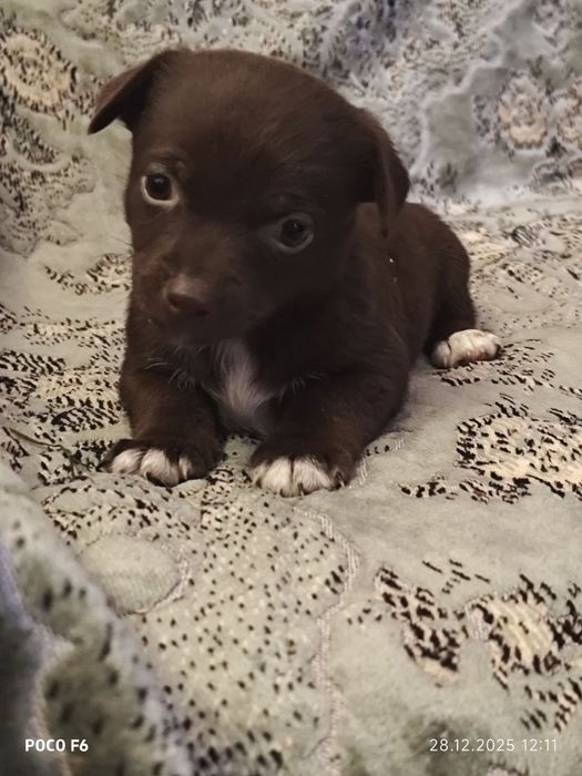 Отдам  щенков в  добрые ручки