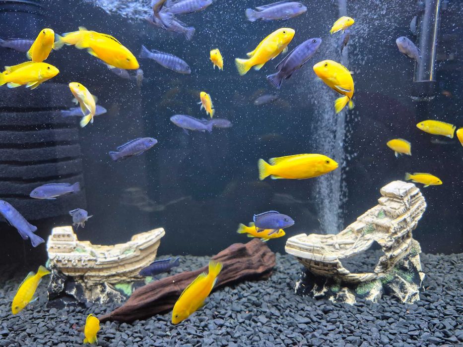 Акваріумні рибкі