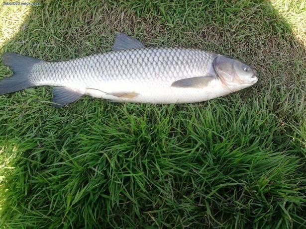 Karp handlowy Hurt-Detal