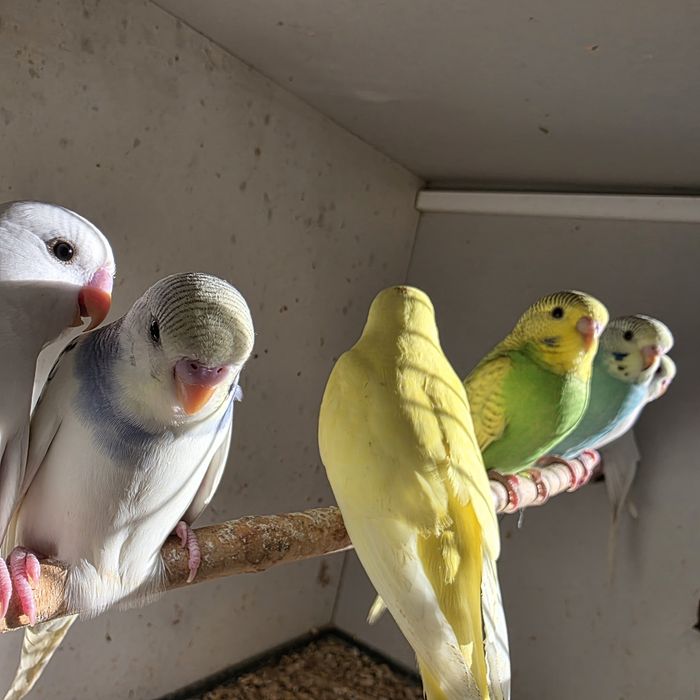 Papuga falista młoda