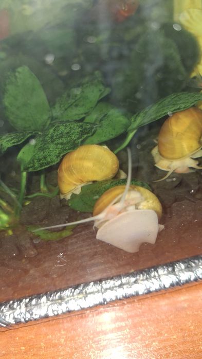 Обміняю ампуляріі