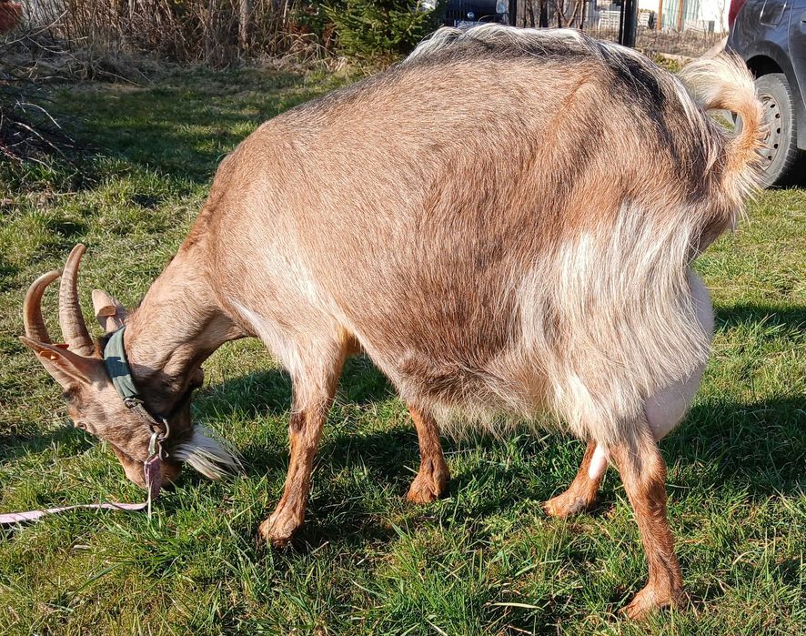 kozy młode sprzedam