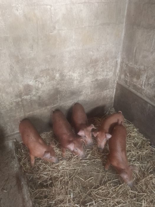 Продам поросята малі