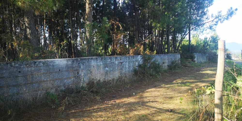 Vende-se Terreno Misto c/6500m2 - São Martinho de Anta (Sabrosa)