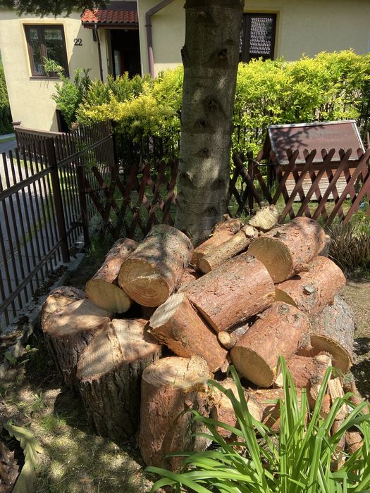 Drzewo sosnowe, sciete