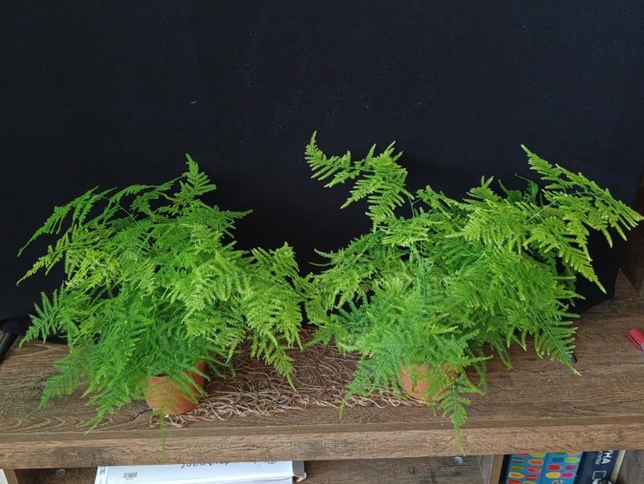 Аспарагус Сетацеус (Asparagus setaceus)