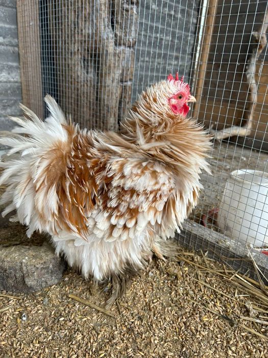 Kury Koguty kogut Kochin karzelek miniaturowy  lokowany