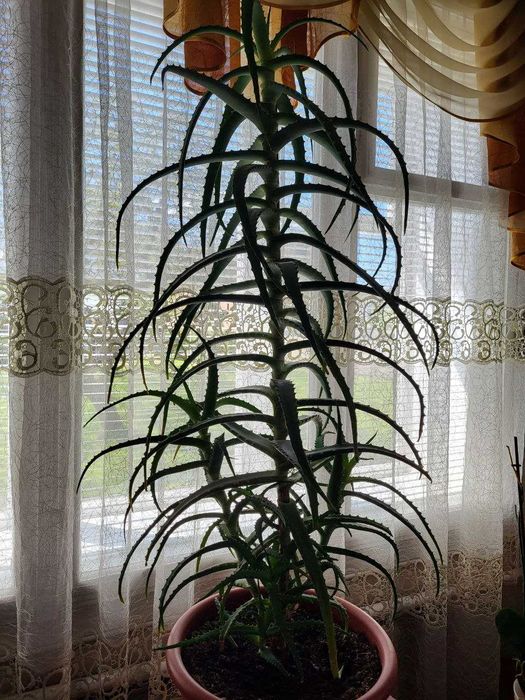 Продається вазон алое. Стан, чудовий, самовивіз