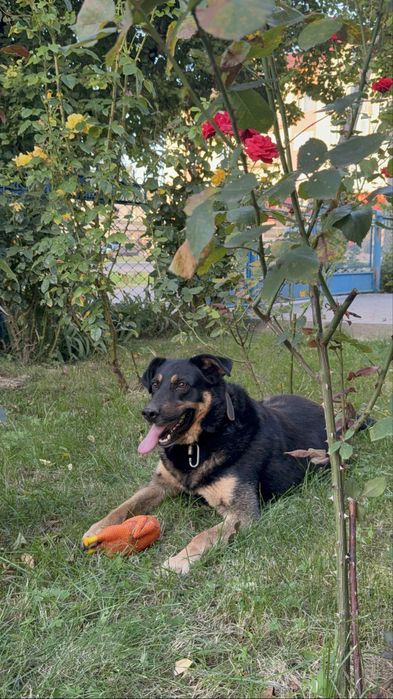 Гарний пес Блек шукає дім
