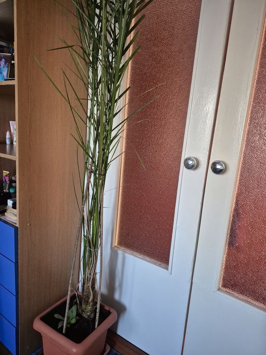 Фінікова пальма  2,50 м