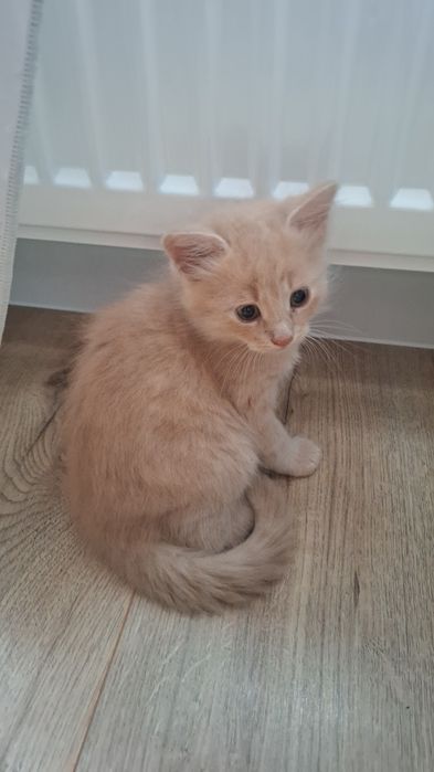 Віддам кошенят в добрі руки, бесплатно