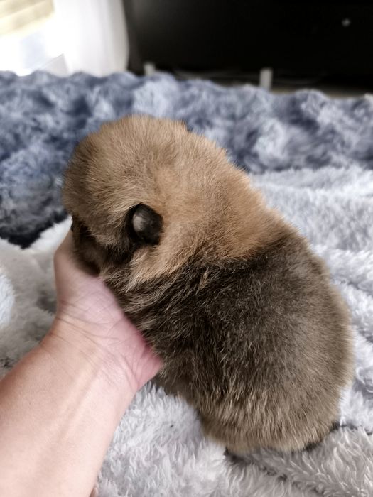 Spitz anão.Lulu da Pomerânia. Menino Mini com LOP e Afixo