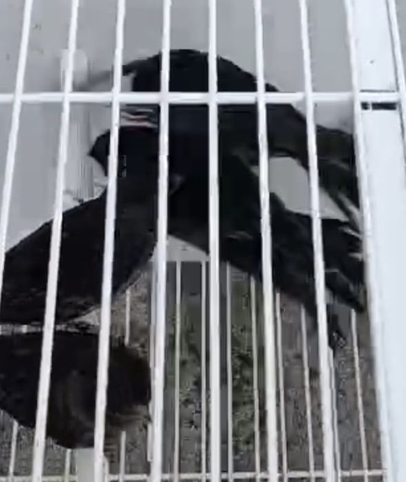 Canárias negras amarelo mosaico