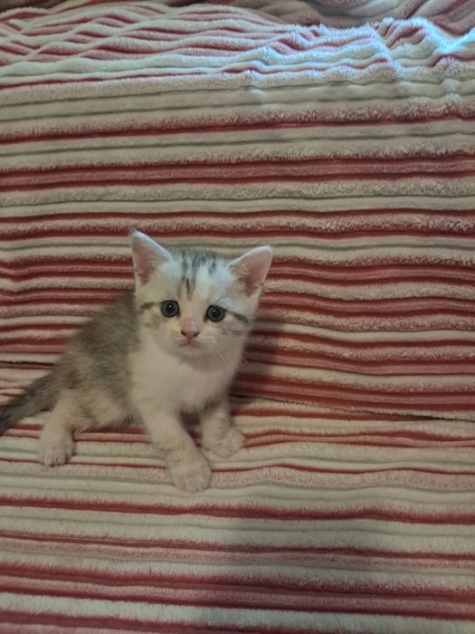 Продам кошенят скотіш страйт