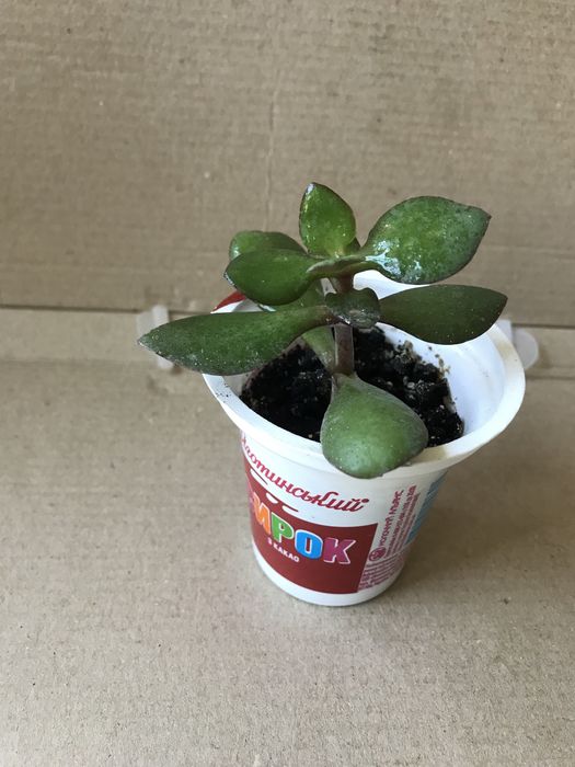 Цветы разные комнатные, все по 20 грн