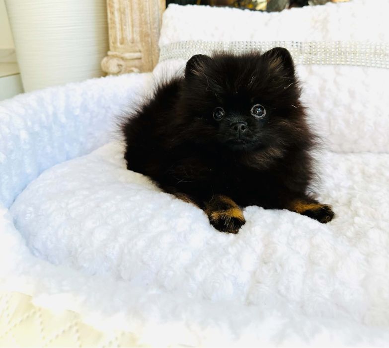 Szpic miniaturowy pomeranian