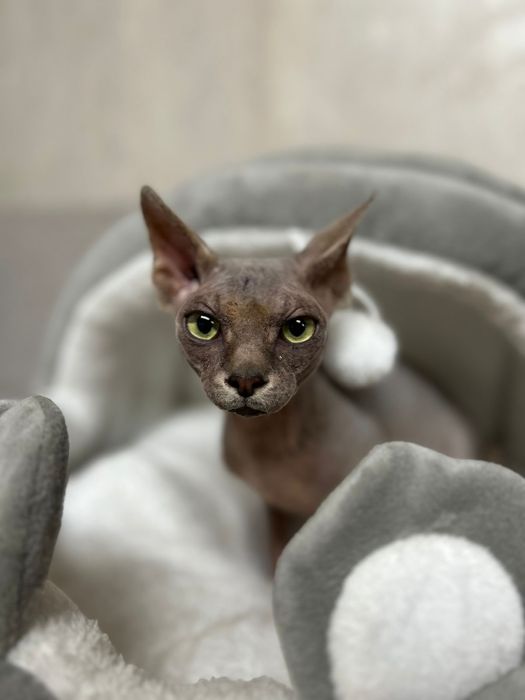 Канадский сфинкс