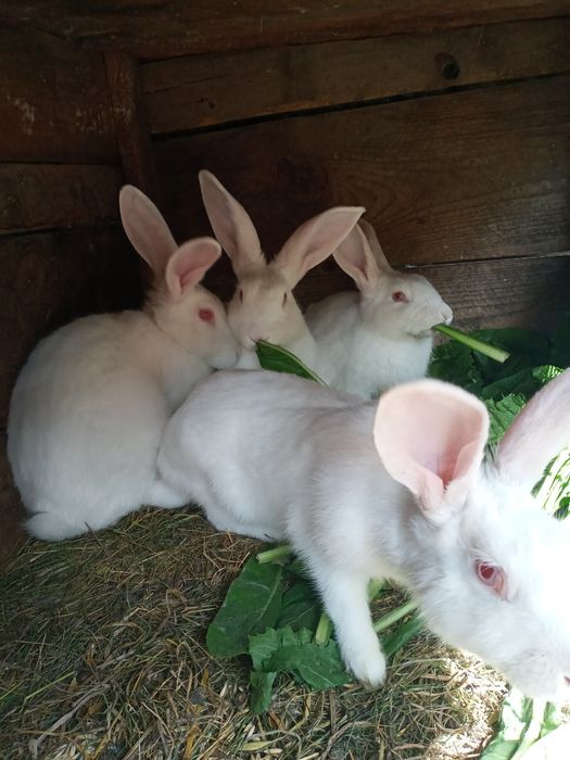 Кролі. Термонська біла. Простяки. Кроленята.