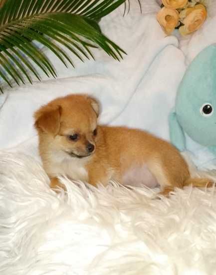 Chihuahua długowłosy chłopiec