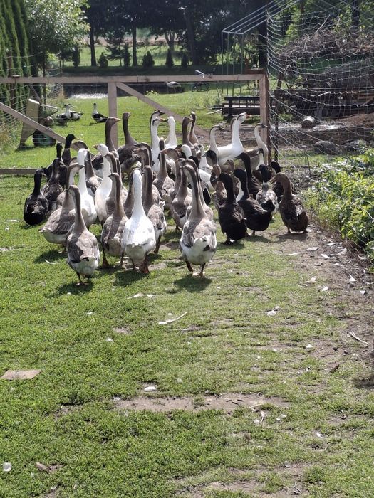 Sprzedam gęsi kaczki młode i roczne