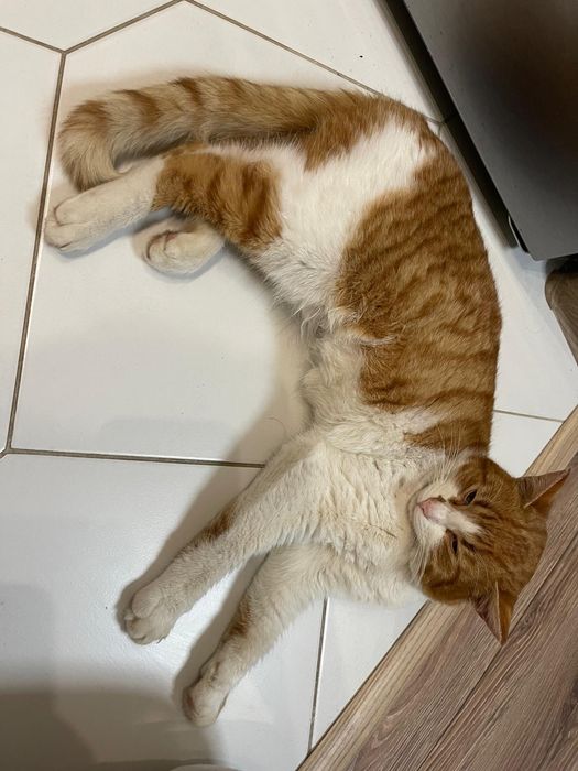 Отдам рыже-белого кота, молодой