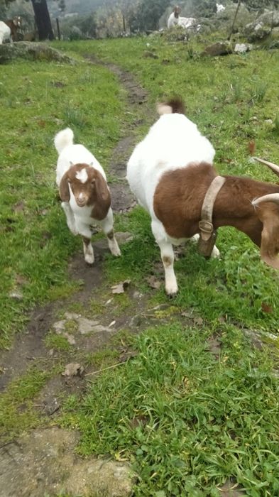 Vendo chibos machos boer