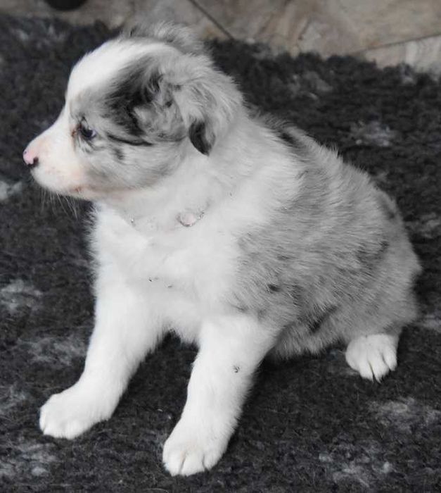 Szczenie Border Collie