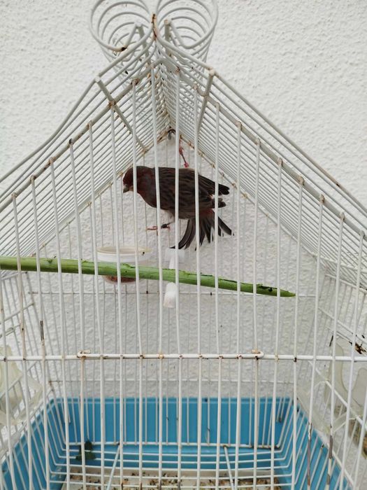 Para dispensar canários alerquim lipocromo e vermelho