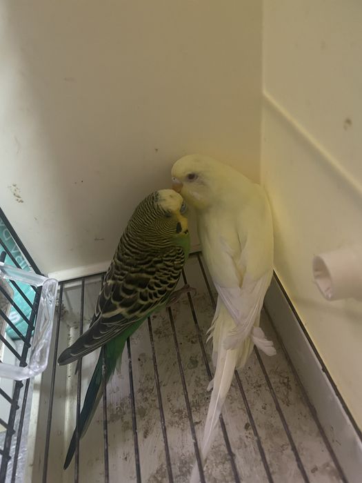 Casal de periquitos