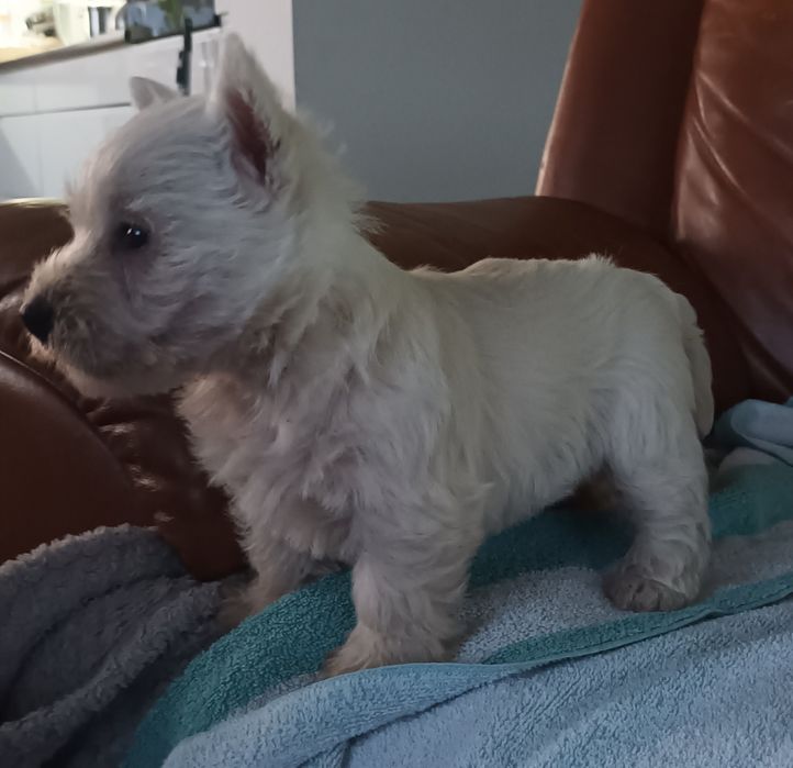 West highland white terrier piesek
