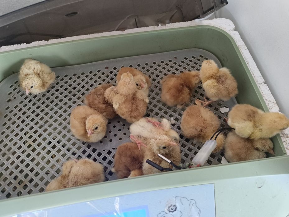 Pintos do dia e da semana
