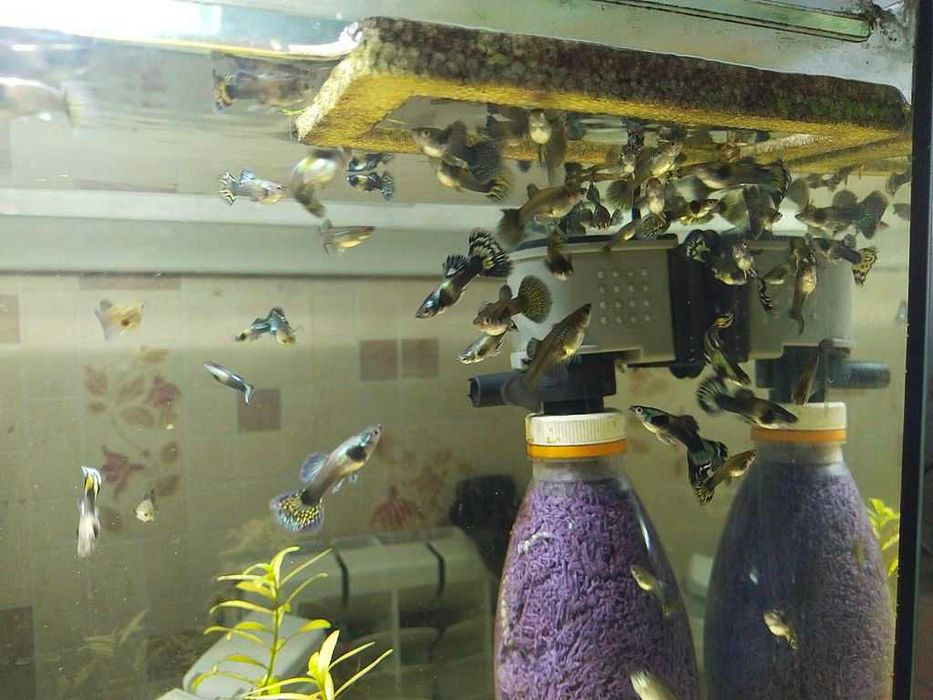 Акваріумні рибки - Гуппі Філігрань