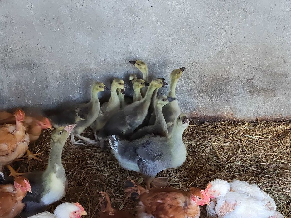 Gansos e patos mudos