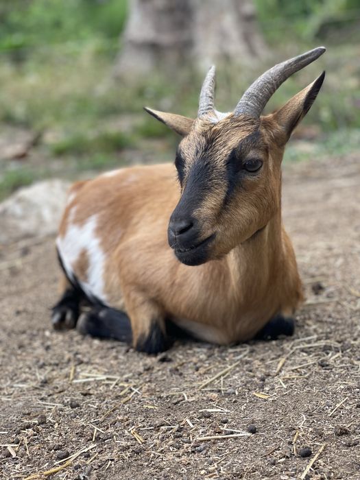 Cabras anãs desparasitadas/vacinadas para venda!