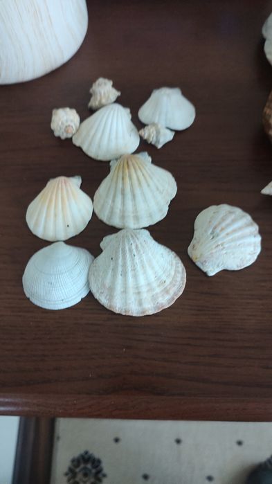 Ракушки для аквариума