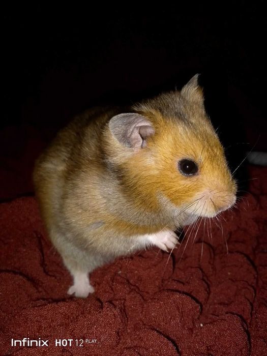 Королевский красивенный хомяк