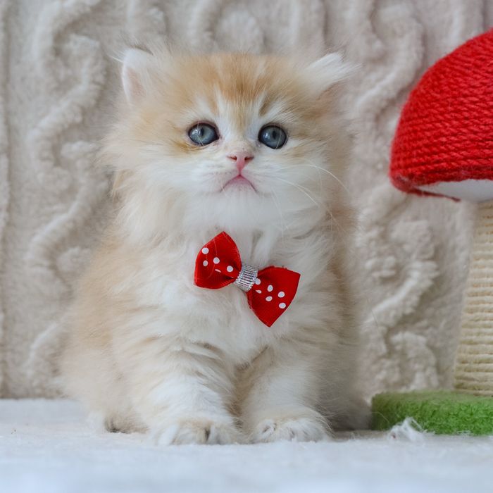 Чудовий малюк золота шиншила