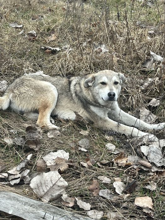 В добрі руки