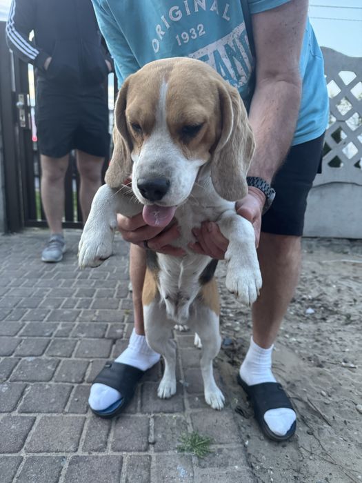 Znaleziono psa beagle przyblakal się