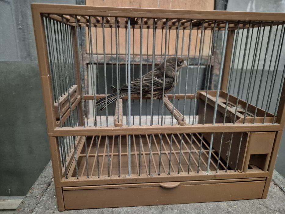 Carpodacos mexicanos