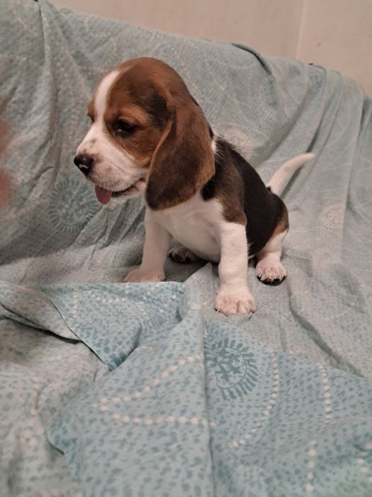 Продам щенков бигля