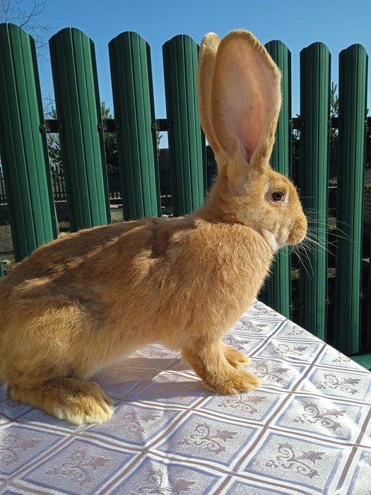 Бельгійський велетень